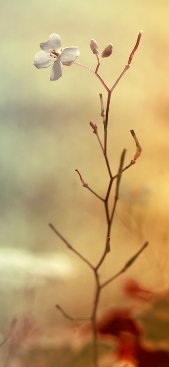 Ikebana