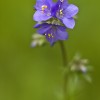 Wielosił błękitny (Polemonium coeruleum)