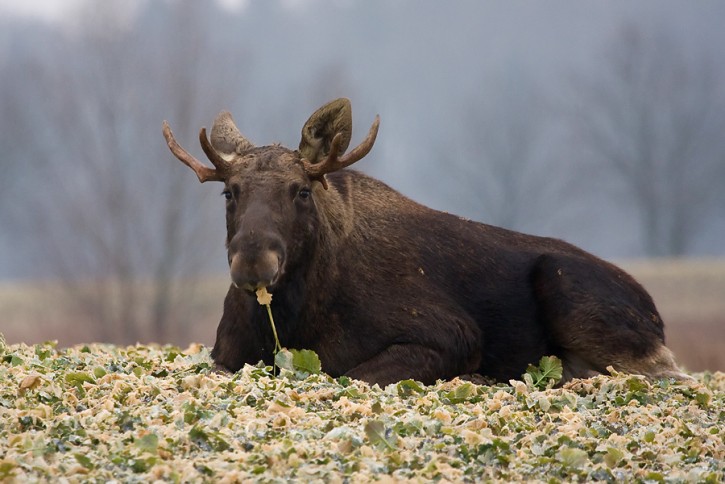 Łoś / Alces alces