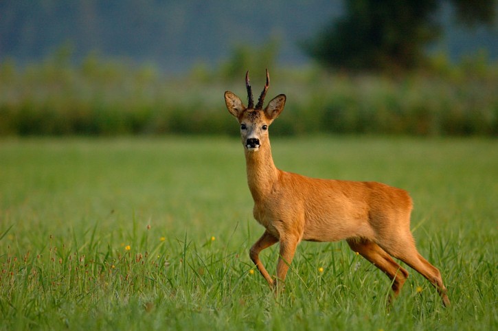 Kozioł