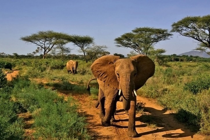 ...szarża...(Samburu National Park/West Kenya)