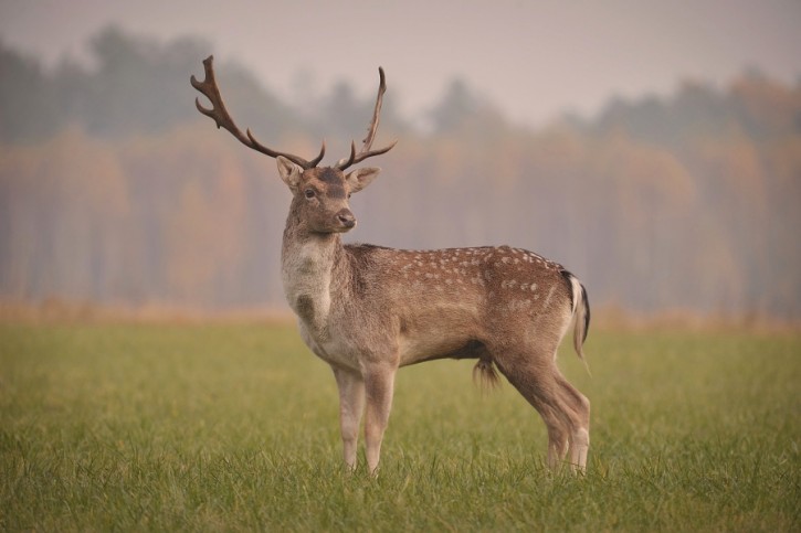 Bekowisko