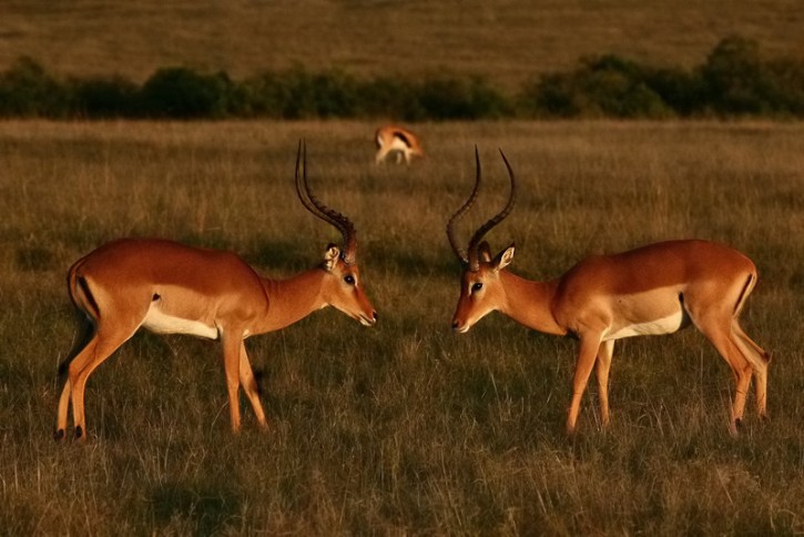 mierz siły na zamiary -), (Masai Mara/Kenia)