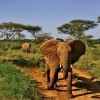 ...szarża...(Samburu National Park/West Kenya)