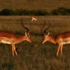 mierz siły na zamiary -), (Masai Mara/Kenia)