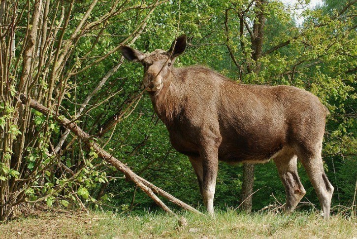 łoś po rechabilitacji ..... prawie jak orginał.