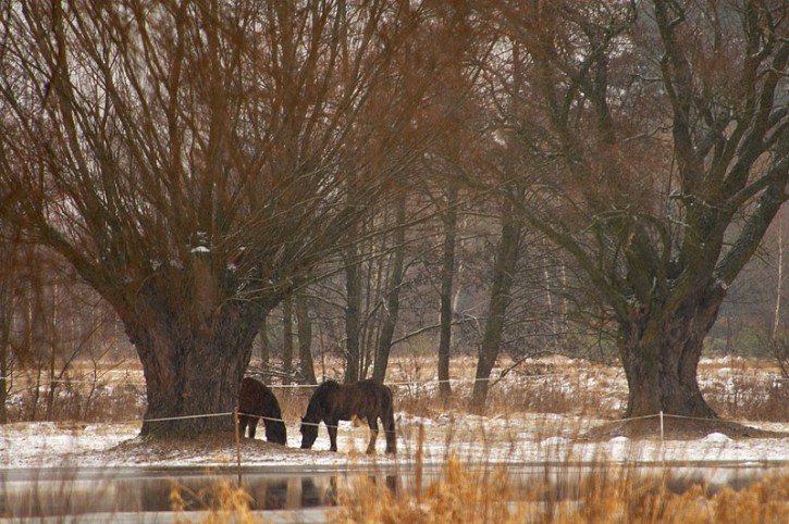 Nadbużańskie koniki