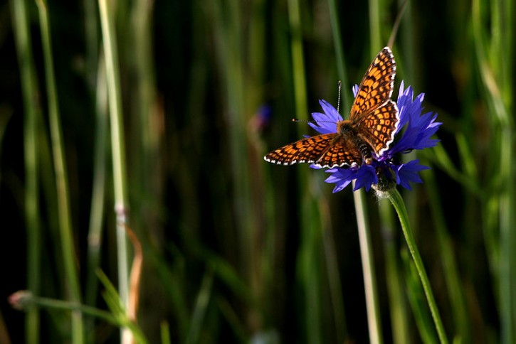 motyl