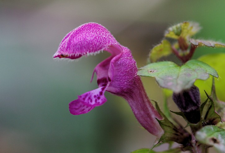 Jasnota purpurowa