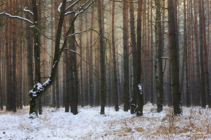 Leśny pejzaż