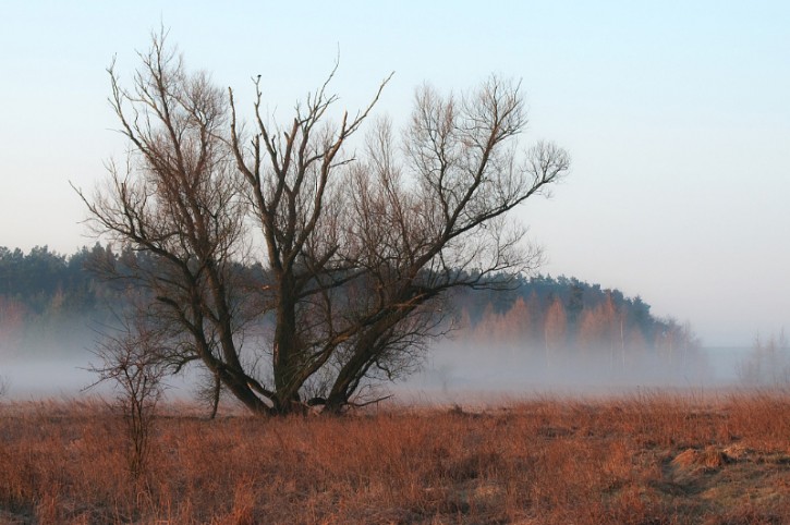 Dolina mgieł