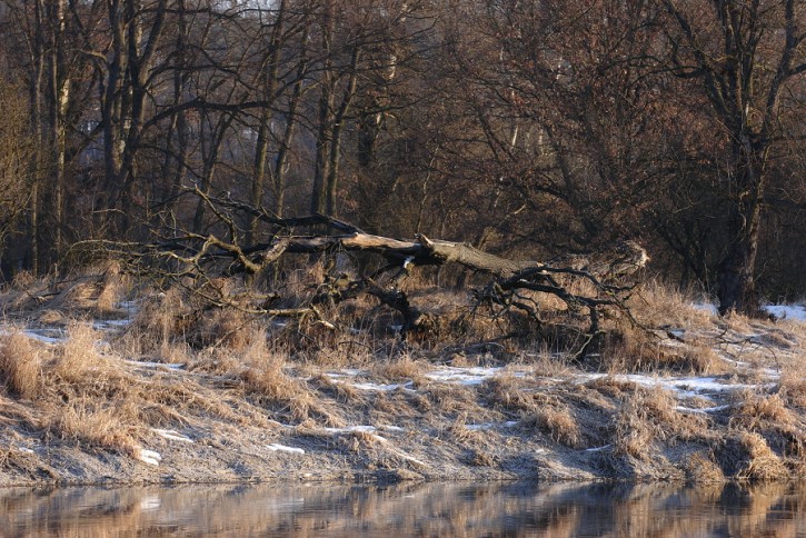 Nad Warciański drzewiec