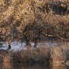 Nad Wartą są także drzewka