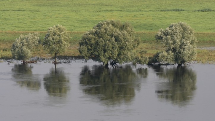 Drzewa nad Odrą