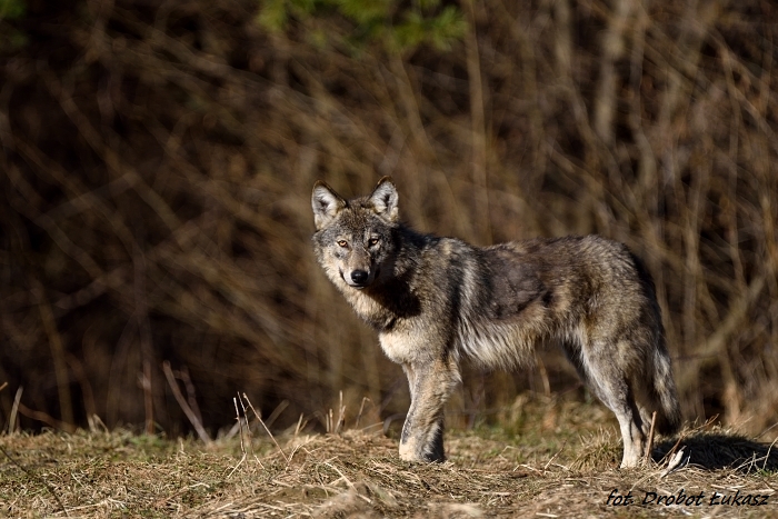 Wilk - Canis lupus