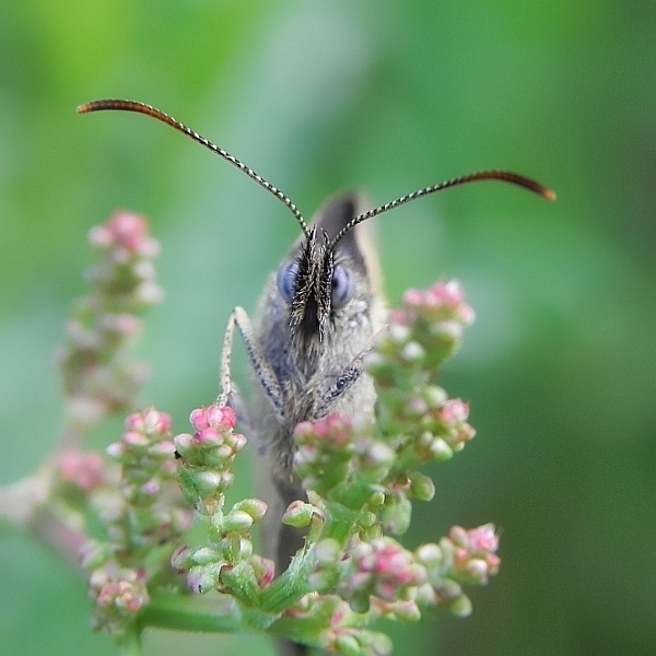 motyl