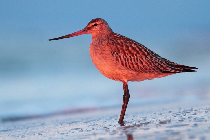 Szlamnik rdzawy (Limosa lapponica)