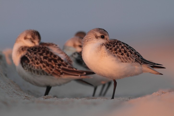 Piaskowiec (Calidris alba)