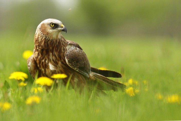 Błotniak stawowy (Circus aeruginosus)