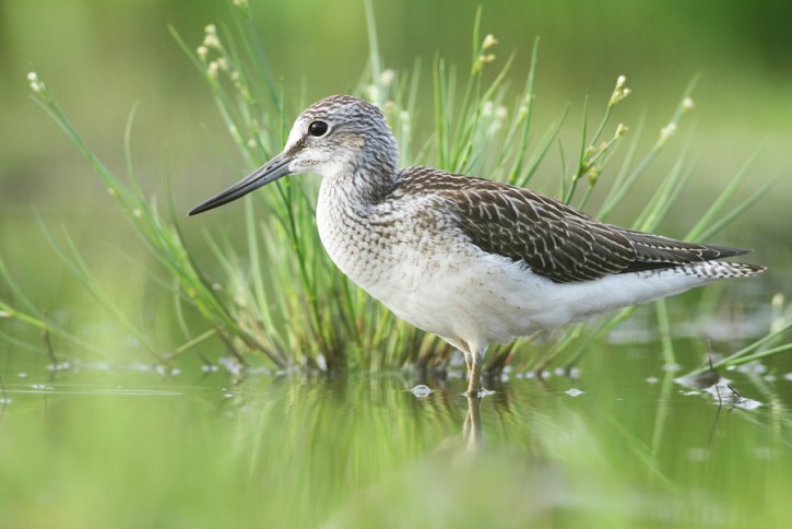 brodziec kwokacz (Tringa nebularia)