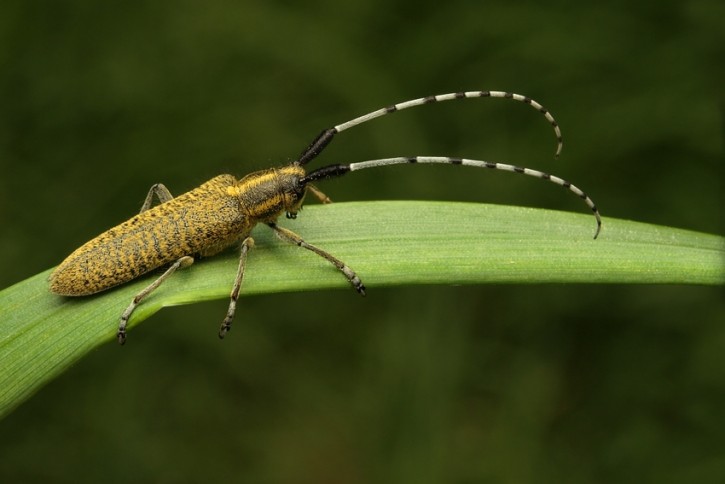 Zgrzytnica zielonkawowłosa