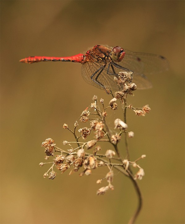 Sympetrum sanguineum