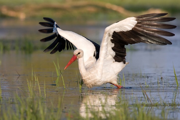 Bocian biały (Ciconia ciconia)