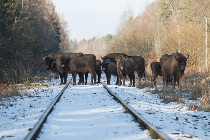 Stado żubrów