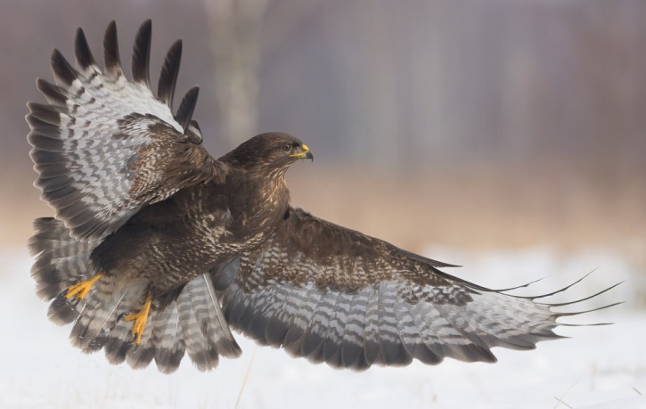 Myszołów (Buteo buteo)