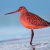 Szlamnik rdzawy (Limosa lapponica)