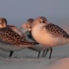 Piaskowiec (Calidris alba)