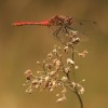 Sympetrum sanguineum