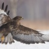 Myszołów (Buteo buteo)