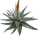 aloes - zdjęcie