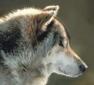 Canis lupus - zdjęcie