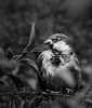 Birdwatcher - zdjęcie