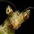 Skorki (Dermaptera) - ostatni post przez arachiusz