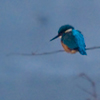 kingfisher - zdjęcie