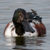 Warugi (Scopidae) - ostatni post przez mkkaczy