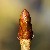Żmijowiec zwyczajny - Echium vulgare - ostatni post przez Tadzeu