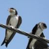 Sokół wędrowny - Falco peregrinus - ostatni post przez ptaszak