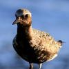 Rzepołuch - Carduelis flavirostris - ostatni post przez fotosnajper