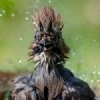 Biegus zmienny - Calidris alpina - ostatni post przez sasklacz